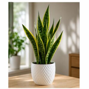 shanke plant