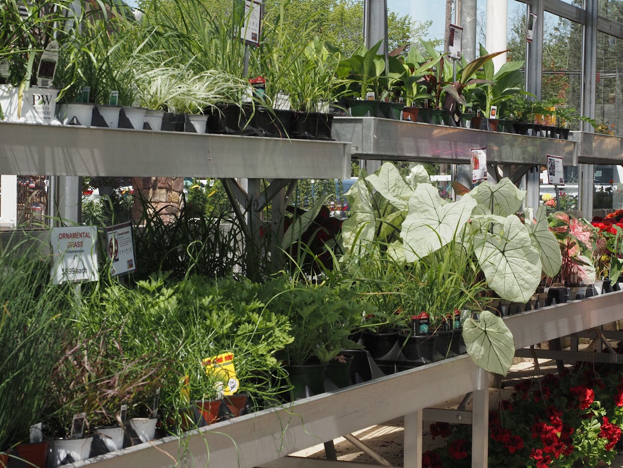Indoor display of various greenhouse plants and flowers in Ivyland, PA garden center.