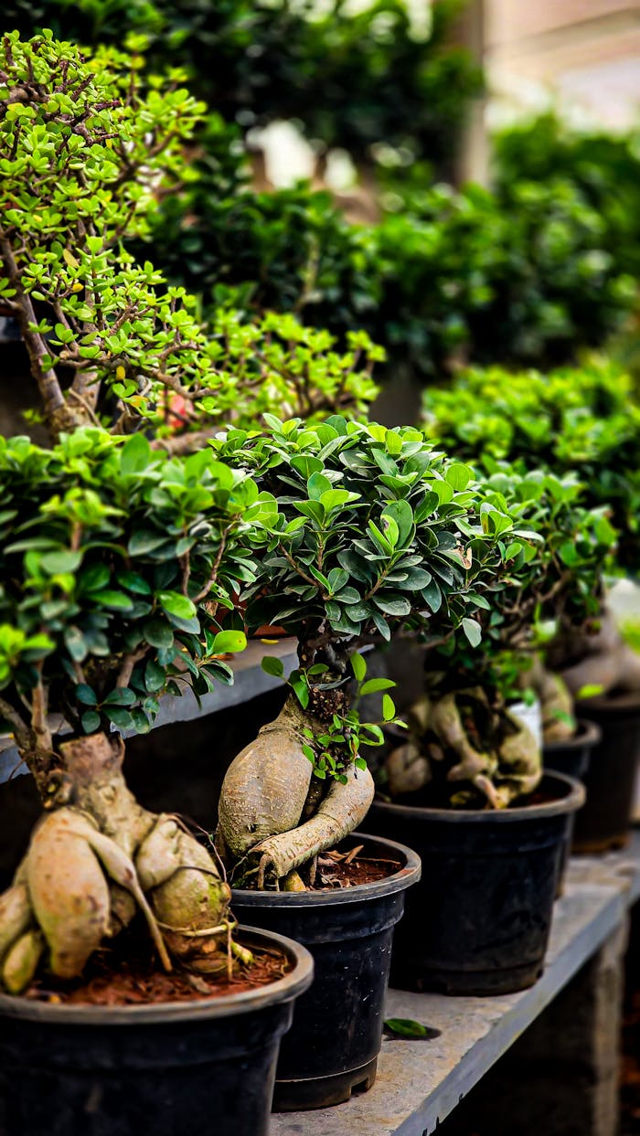 Colorful bonsai plants lined up with lush greenery, showcasing nature's beauty and elegance.