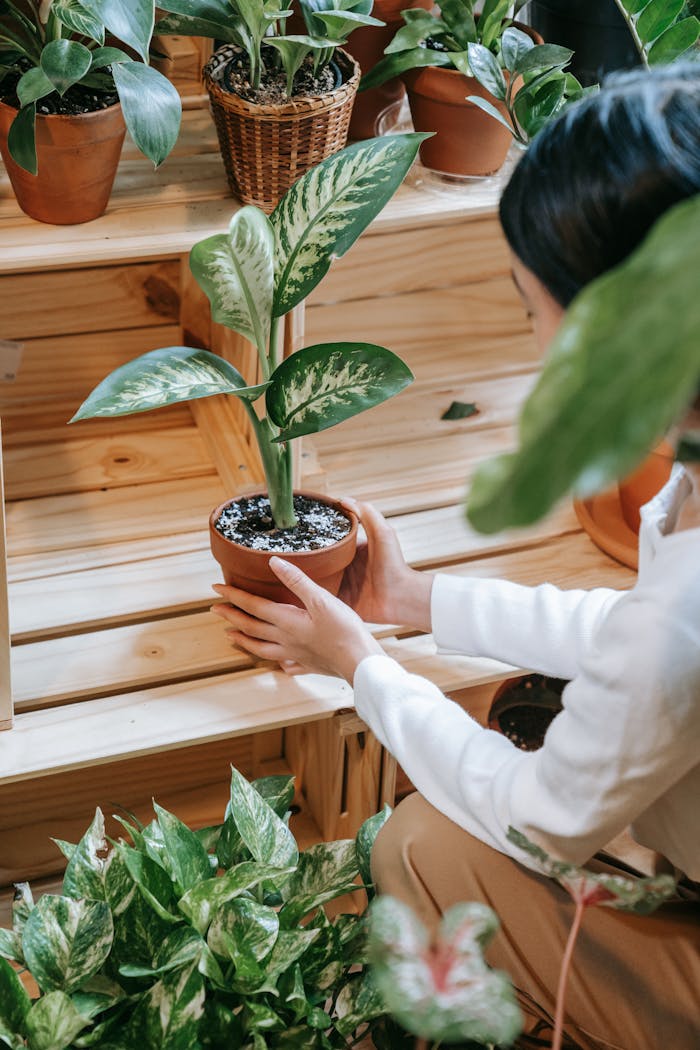 An adult woman organizing potted plants on wooden shelves indoors, focusing on horticulture.
